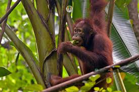 Galang di pohon pisang